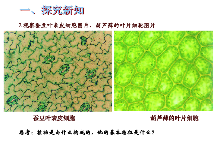 观察蚕豆叶表皮细胞图片,葫芦藓的叶片细胞图片 蚕豆叶表皮细胞葫芦藓