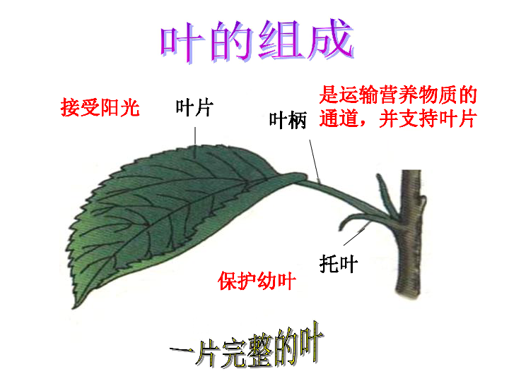 绿色植物的营养器官-叶