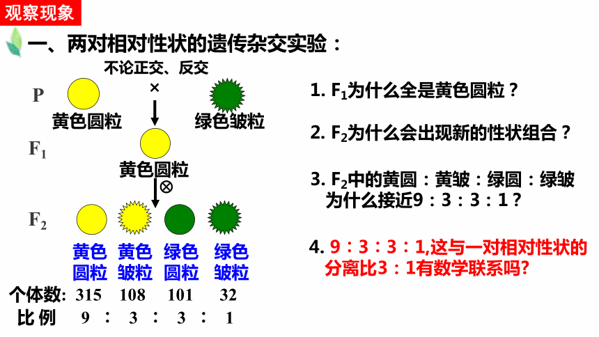 20202021学年高一生物人教版2019必修212孟德尔的豌豆杂交实验二课件