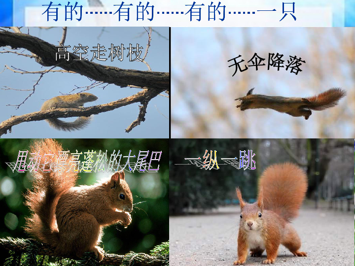 11 看松鼠做巢