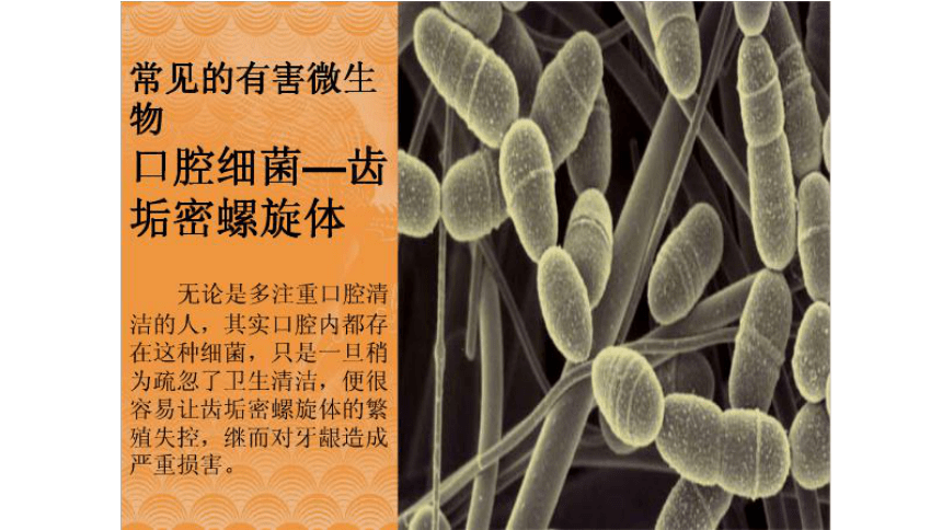 大象版2001五年级科学下册53微生物的危害课件20张ppt