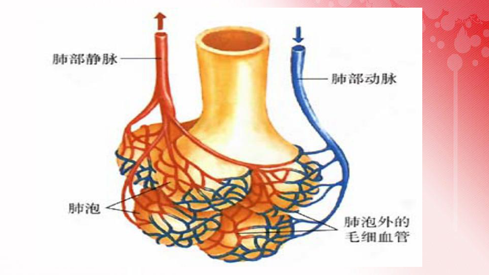 3血管课件22张ppt