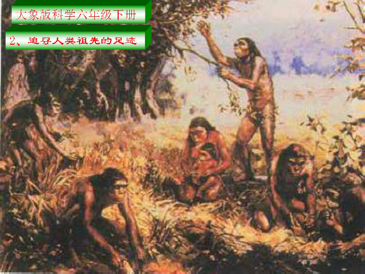 《追寻人类祖先的足迹》课件2