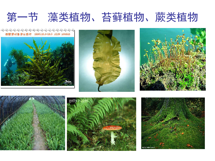 藻类,苔藓和蕨类植物课件(共23张ppt)