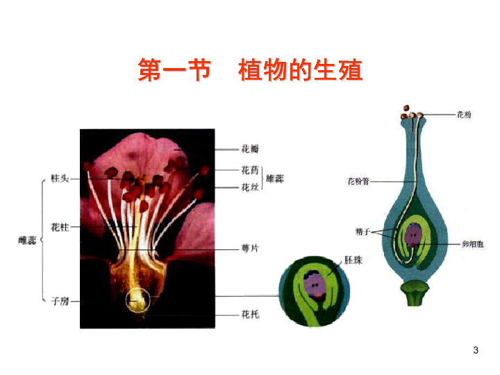 1.1 植物的生殖(21张ppt)