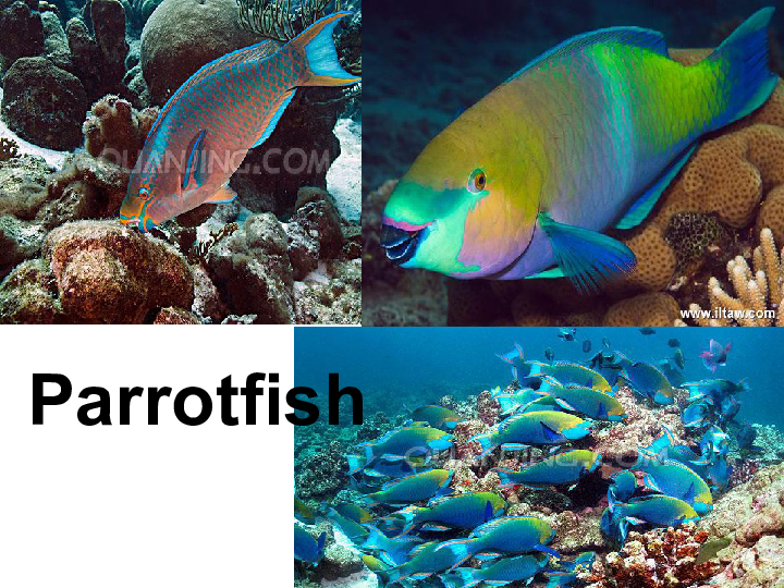 seaweedparrotfishsea-slug海蛞蝓seastarturtleeelclamreefshark
