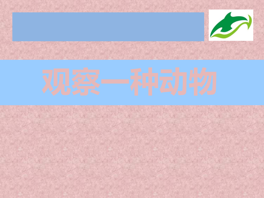 3 观察一种动物(课件13ppt)