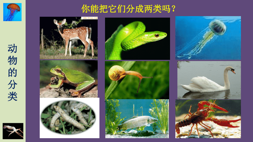 22.4 动物的主要类群(第1课时)无脊椎动物课件(共32张ppt)