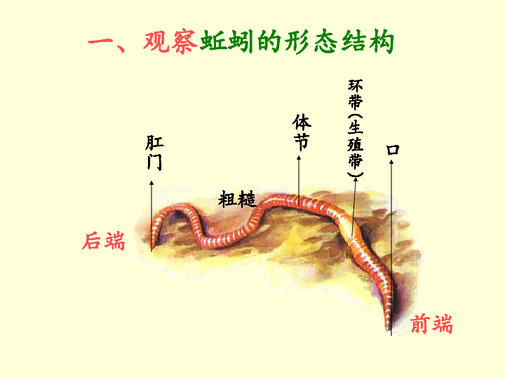 对蚯蚓的研究对蚯蚓的形态和特征进行研究   一,观察蚯蚓的形态结 