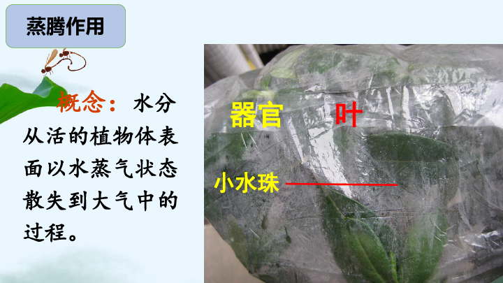 人教版七年级生物上册期末复习--植物的三大作用:蒸腾作用光合作用