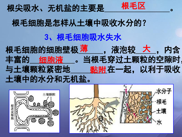 3,根毛细胞吸水失水根毛细胞的细胞壁极      ,液泡较     ,内含丰富