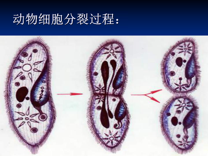 3 细胞分裂与分化 课件(22张ppt)