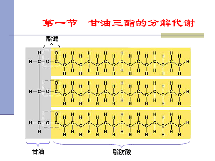 生物竞赛教程        (共95张ppt)第七章  脂类代谢脂肪(甘油三酯,tg)