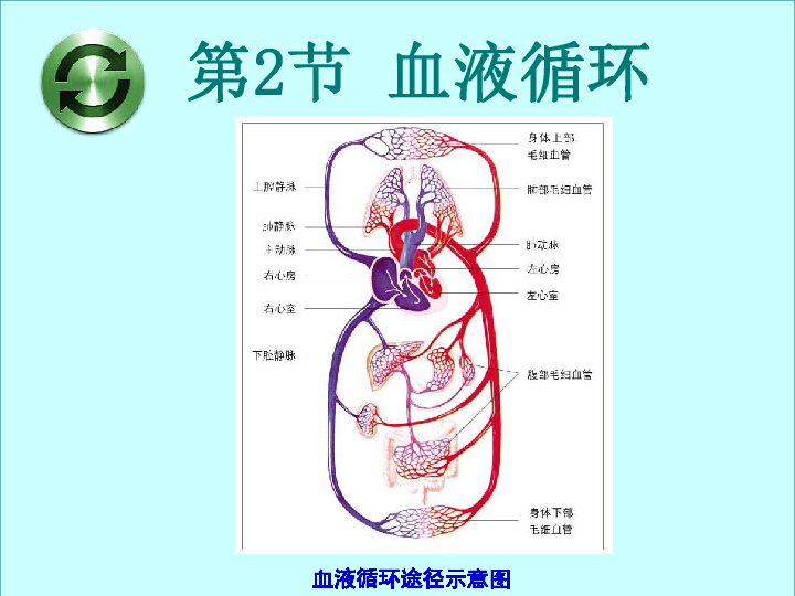 第二节血液循环课件共24张ppt