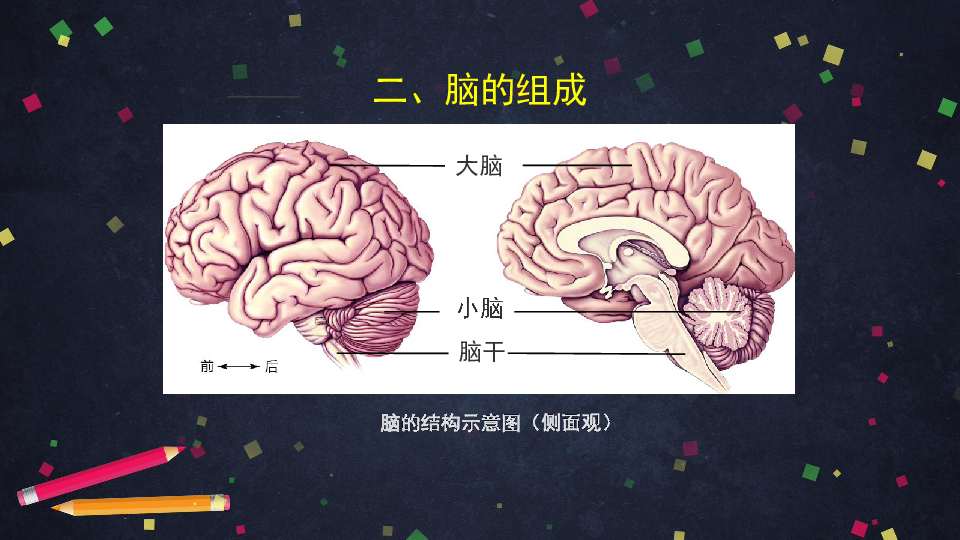 大脑胚胎期神经系统的发育过程(电镜扫描图像)大脑的结构灰质由细胞体