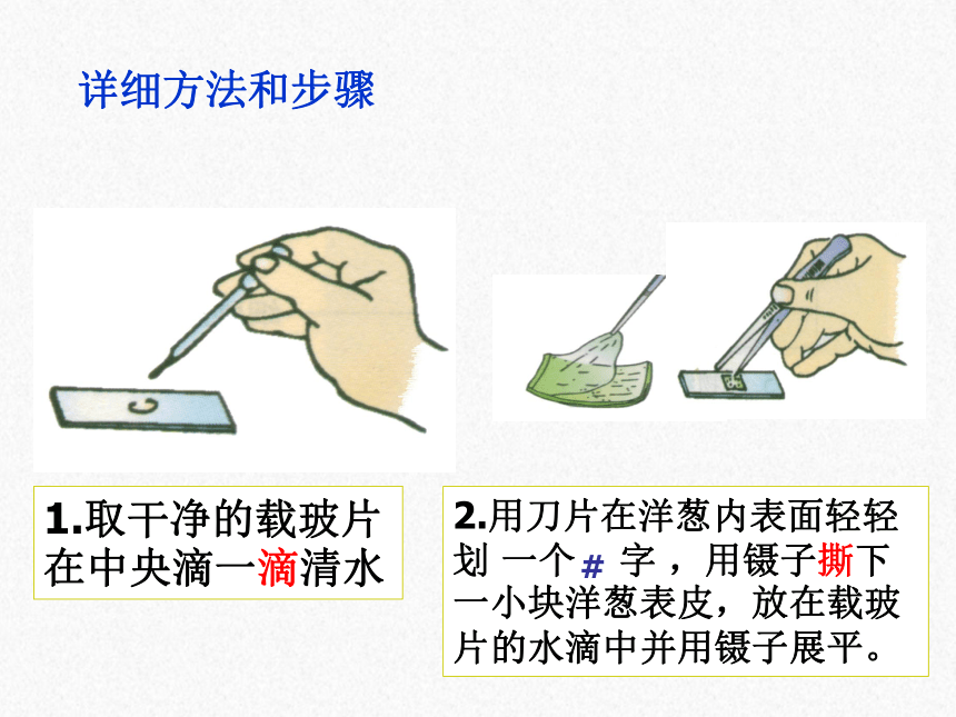 教科版2017六年级上册科学课14观察洋葱表皮细胞课件共23张ppt