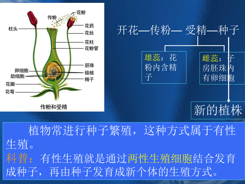 开花—传粉— 受精—种子雄蕊:花粉内含精子雌蕊:子房胚珠内有卵细胞