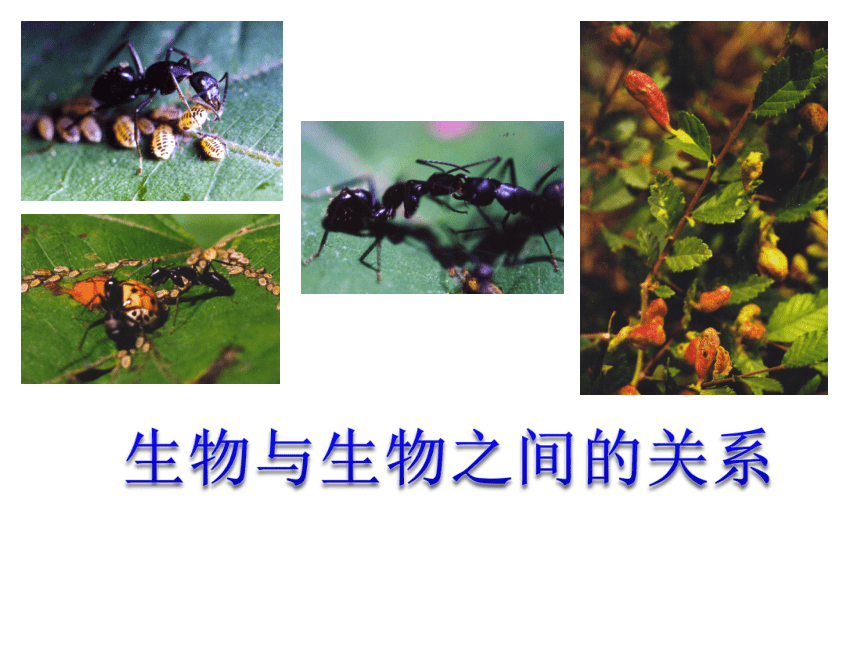 512生物与生物之间的关系课件25张沪教版第二册