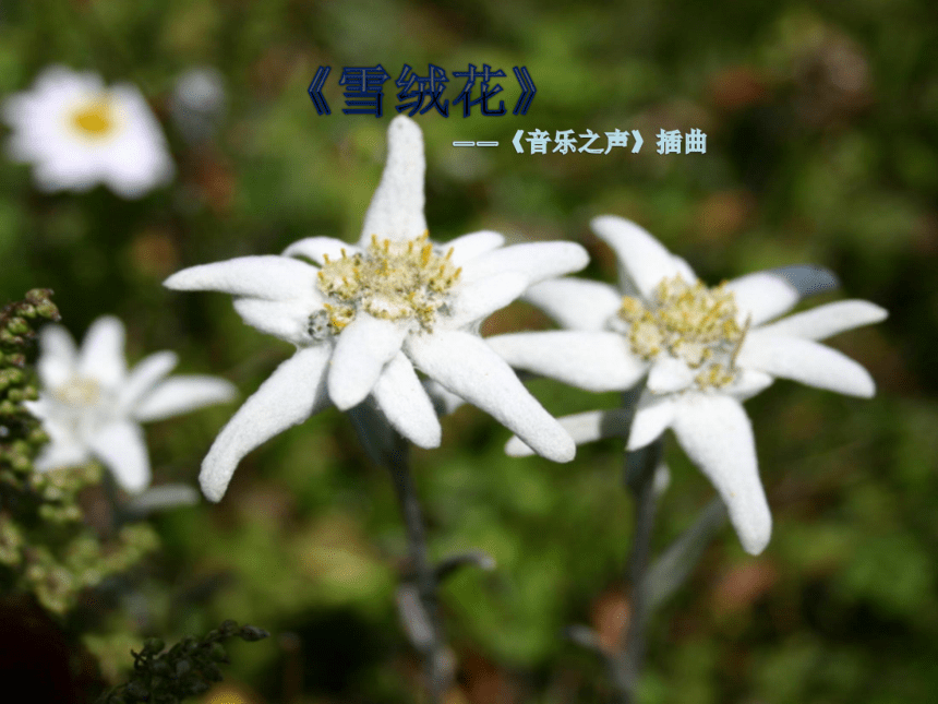 花城版五上95雪绒花课件8张