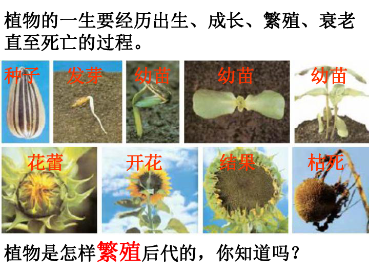 小学 科学 教科版(2001) 三年级下册 植物的生长变化 1.