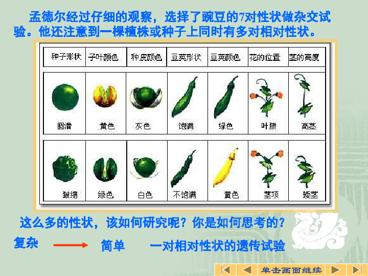 盂德尔的豌豆杂交实验