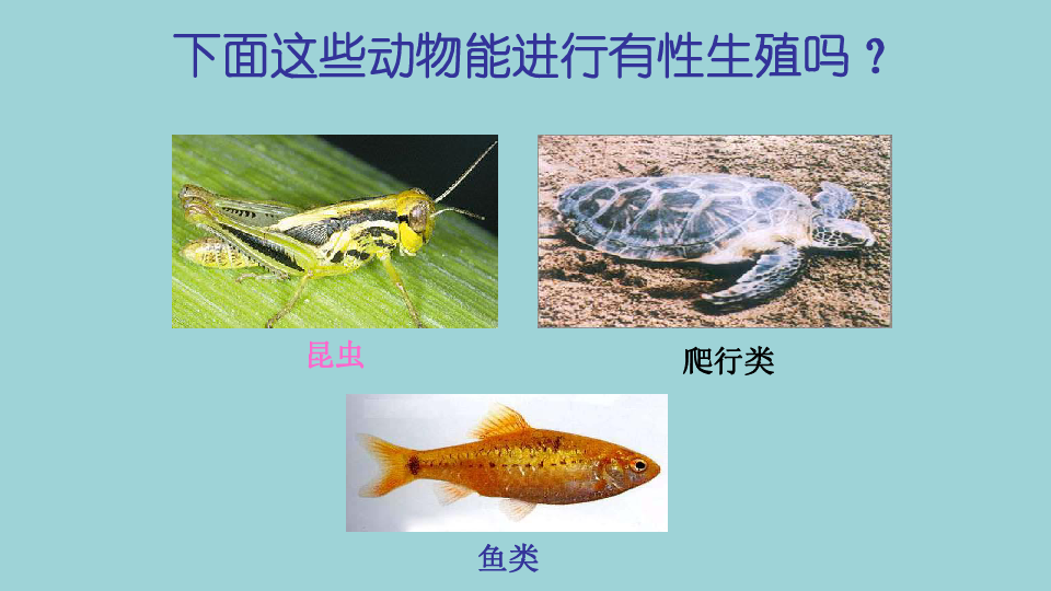 4 生物生殖的多种方式 课件(共20张ppt)