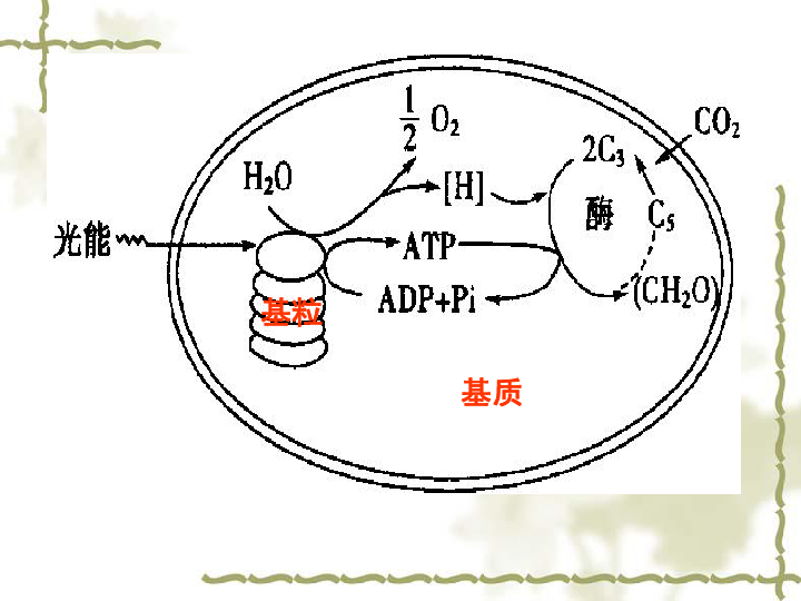 光合作用的过程过程2c3多种酶催化(ch2o)atpnadph基粒基质(2)光合作