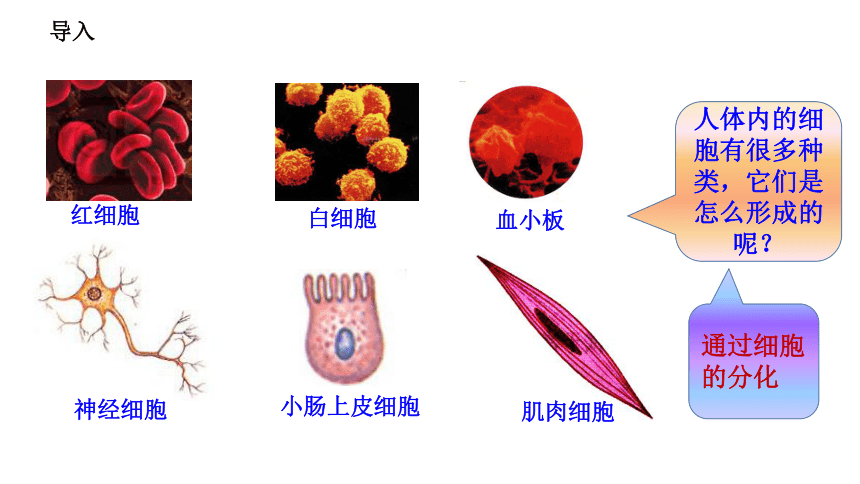 20212022学年高中生物浙科版2019必修一42细胞通过分化产生不同类型的