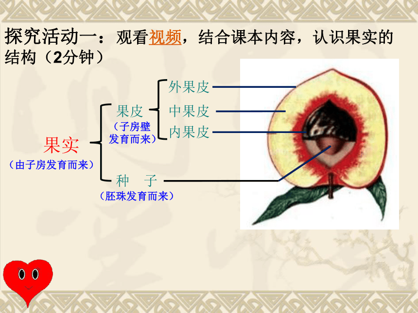 416果实的结构与类型课件34张