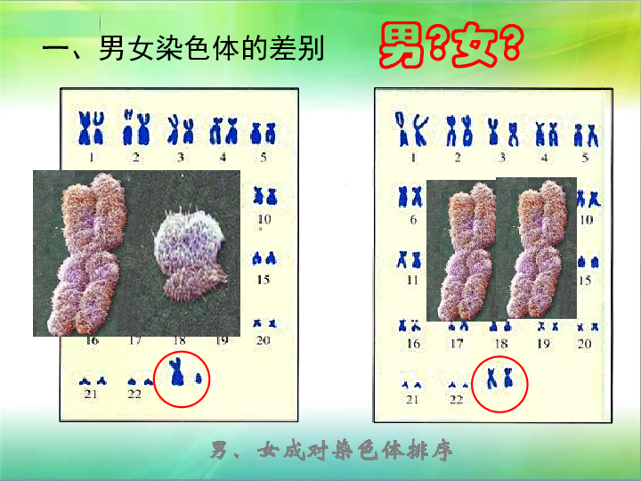 人教版八下生物724人的性别遗传课件20张ppt
