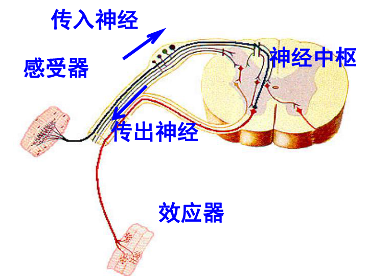 人教版生物七年级下册神经调节的基本方式课件(18张ppt)