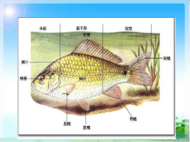 2019年人教版八年级上册生物:5.1.4 鱼类 课件 (共17张ppt)