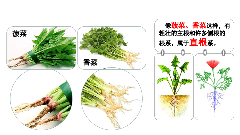 青岛版科学三上 6 植物的根 课件(13张ppt)