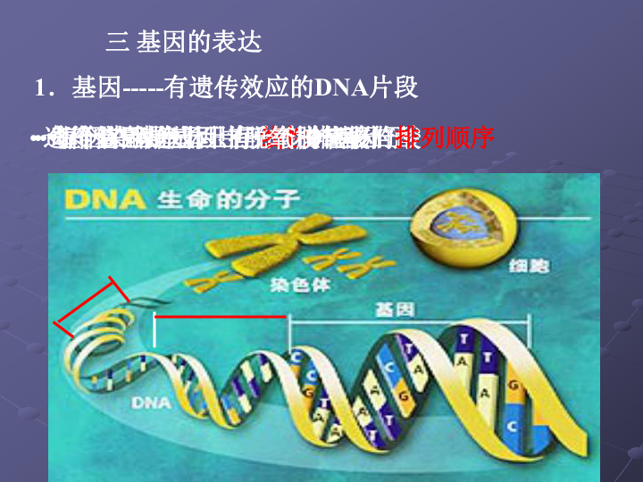 基因的表达下学期