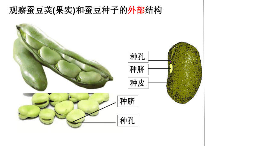 华师大版 七年级下册 第7章 植物和微生物的生殖与发育 2 种子的萌发