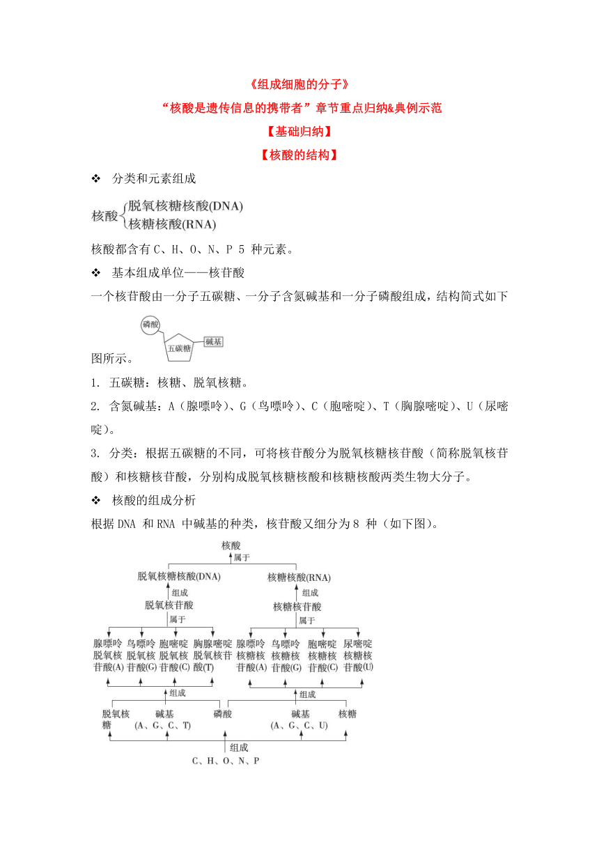 高中生物人教版2019必修一备考期末组成细胞的分子核酸是遗传信息的