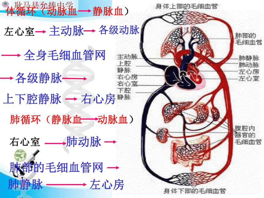 人体内物质的运输 第四节 输血与血型        主动脉上腔静脉右心房右