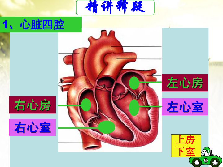 人教版七年级生物下册第四单元第四章第三节输送血液的泵-心脏 课件