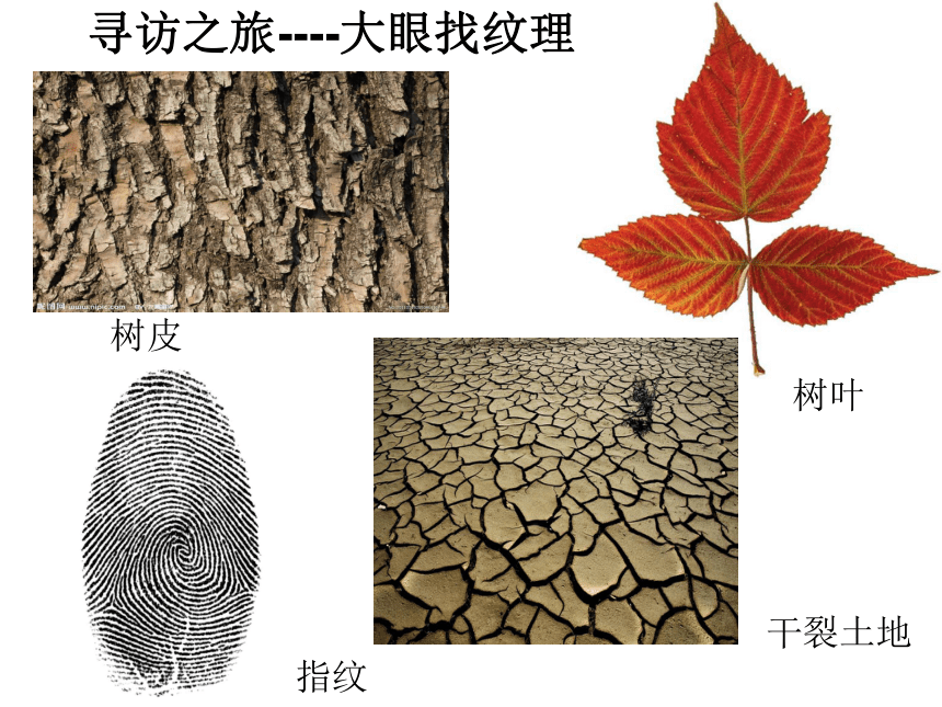 人教版三上美术 9天然的纹理 课件(10ppt)
