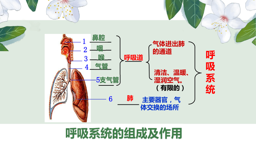 3.2 发生在肺内的气体交换