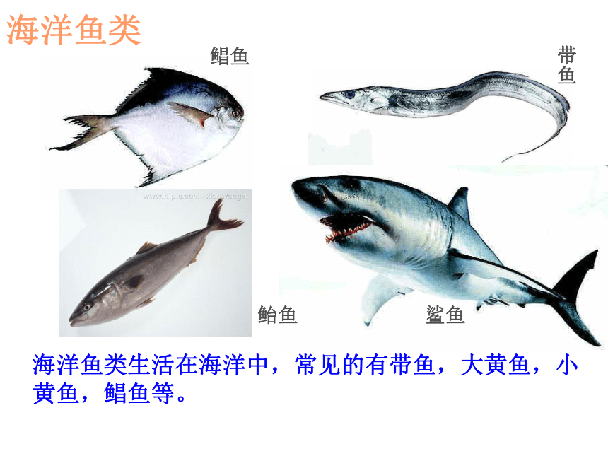 第五单元 生物圈中的其他生物 第一章 动物的主要类群 第四节 鱼 课件