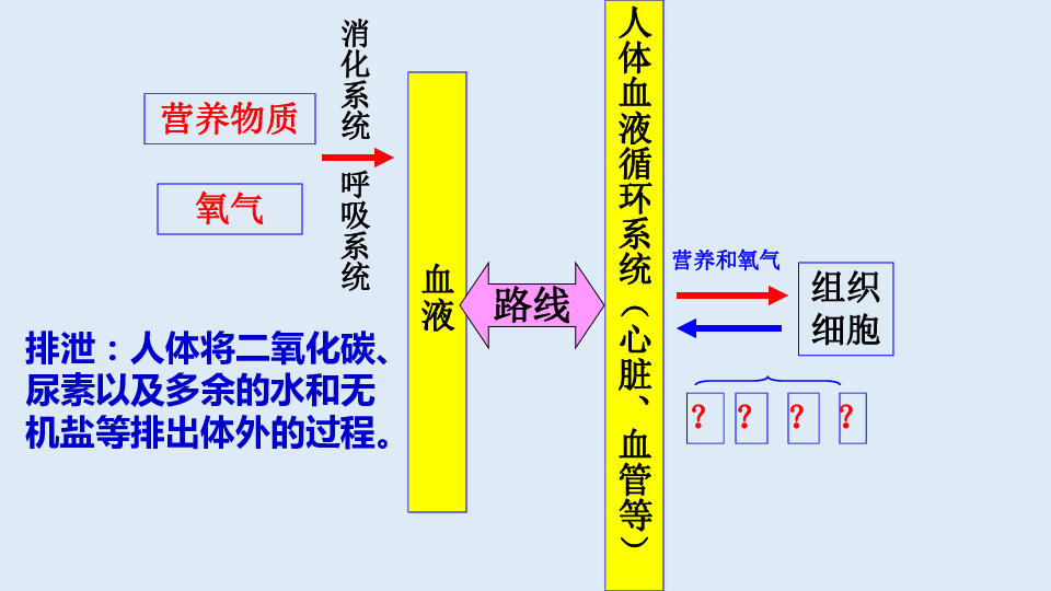 血液人体血液循环系统(心脏,血管等)路线营养物质