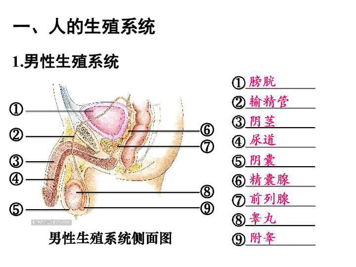 191人的生殖和发育课件35张ppt