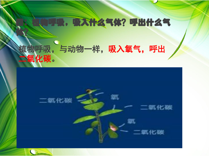 苏教版七上生物64植物的呼吸作用课件24张ppt