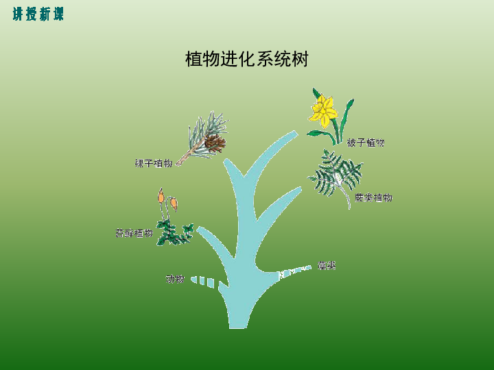 北师大版生物八年级下22章第3节植物的主要类群第1课时课件共21张ppt