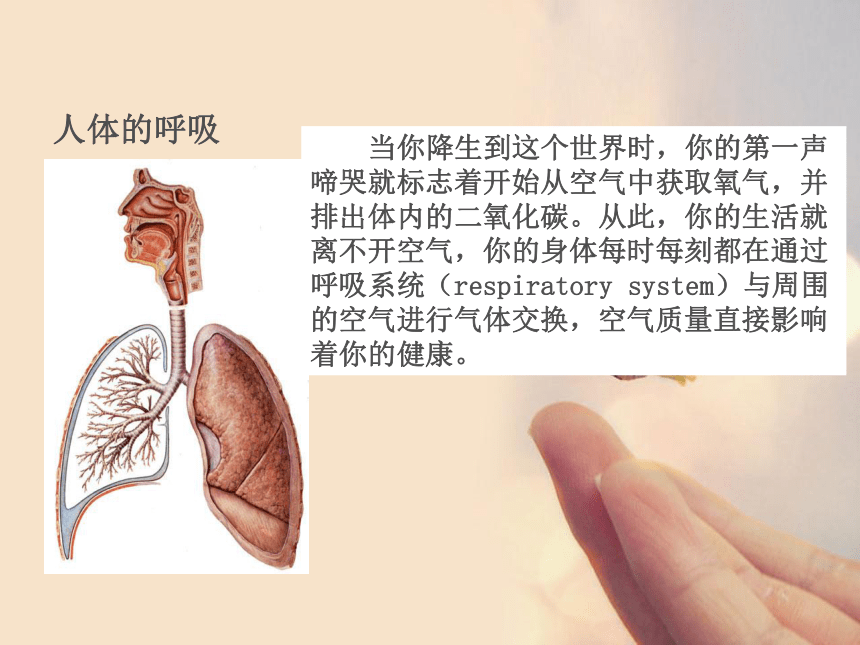 北京版611呼吸道的结构与功能课件45张ppt