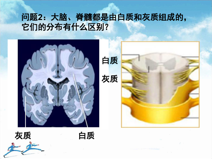 第四节 人体是一个统一的整体复习课件