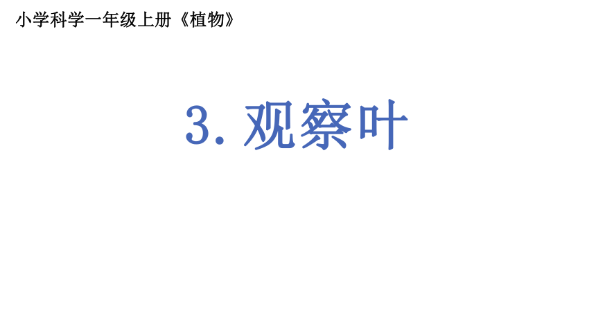 教科版2017秋一年级上册13观察叶课件17张ppt