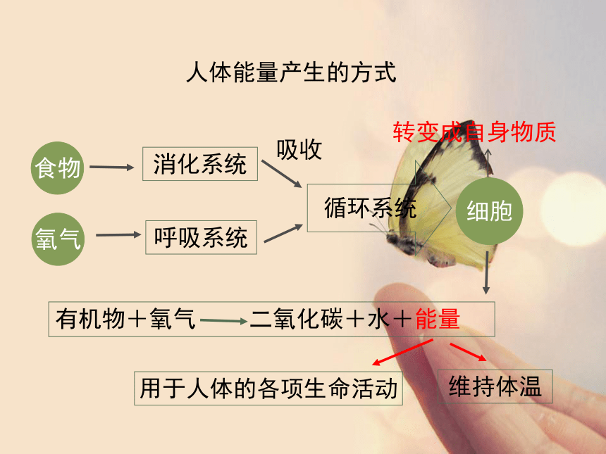 5人体能量的供给 课件(28张ppt)