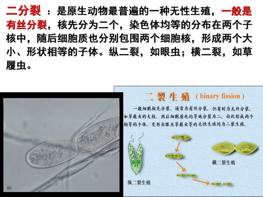 高中生物竞赛动物学教学课件第三章原生动物课件83张ppt